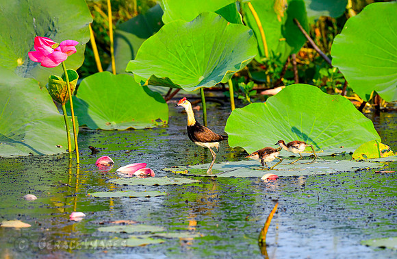 Red-combed Jacana & Chicks