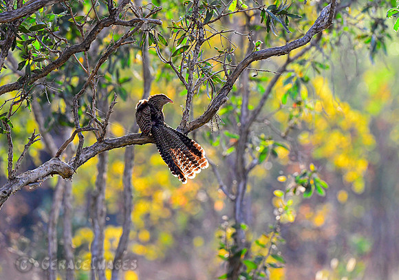 Pheasant Coucal