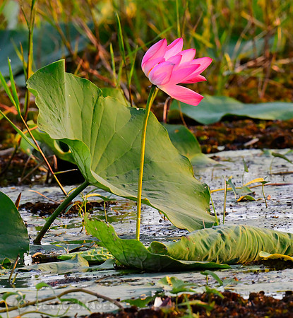 Water Lillies seen at Kakadu N.P.