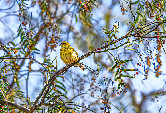Painted Siskin 2