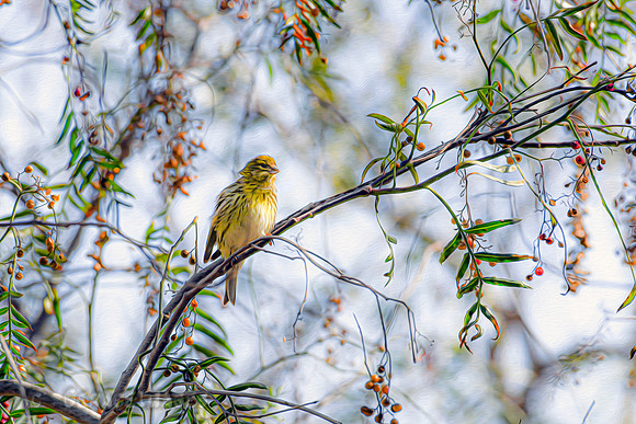 Painted Siskin