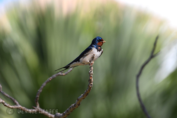 Barn Swallow