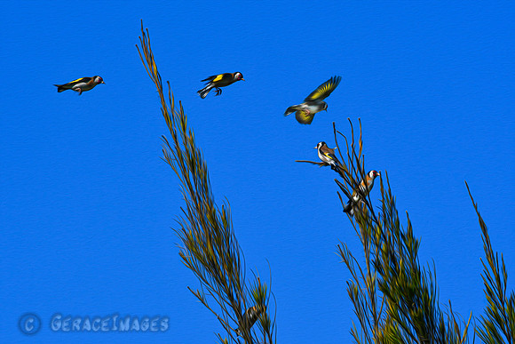 Goldfinches