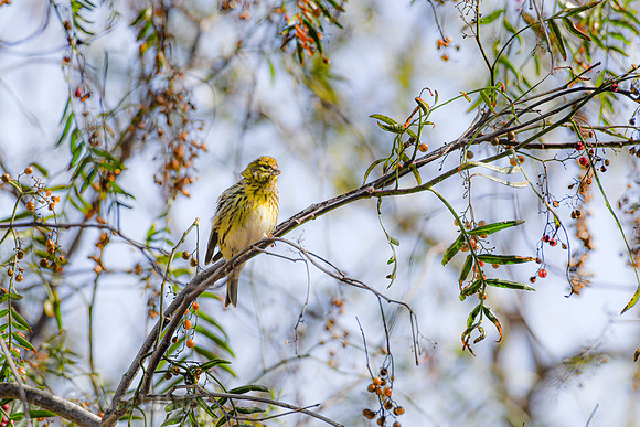 Siskin