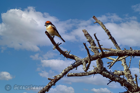 Woodchat Shrike