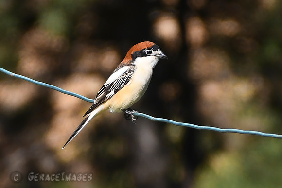 Woodchat Shrike