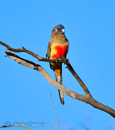 Blue Bonnet Parrot