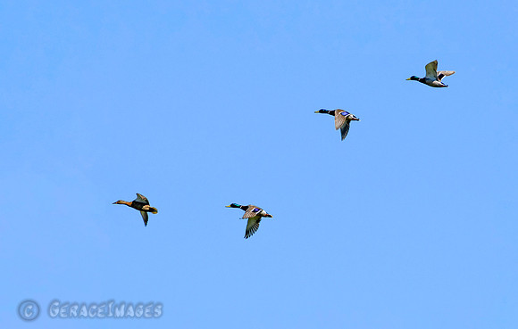 Mallard Ducks