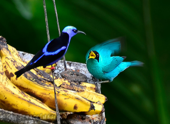 Startled, defensive, protective, territorial