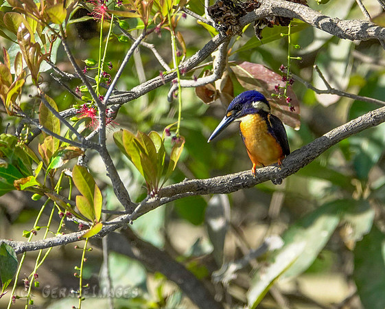 Azure kingfisher