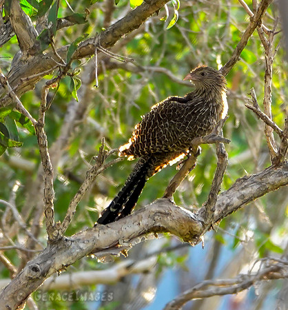 Pheasant Coucal