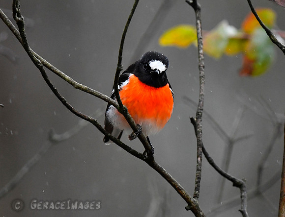 Male Scarlet Robin
