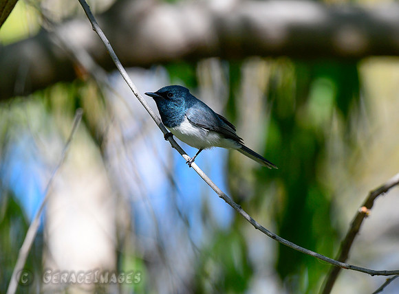 Shining Flycatcher