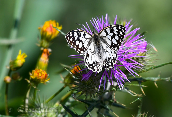 Marbled White