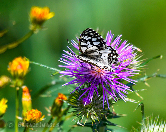 Marbled White