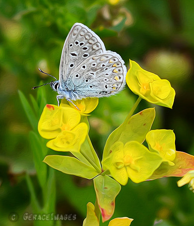 Common Blue