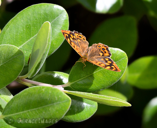 Speckled Wood