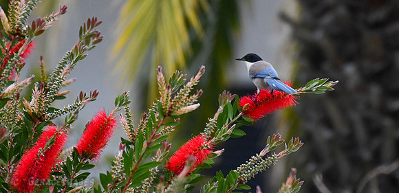 Iberian Magpie
