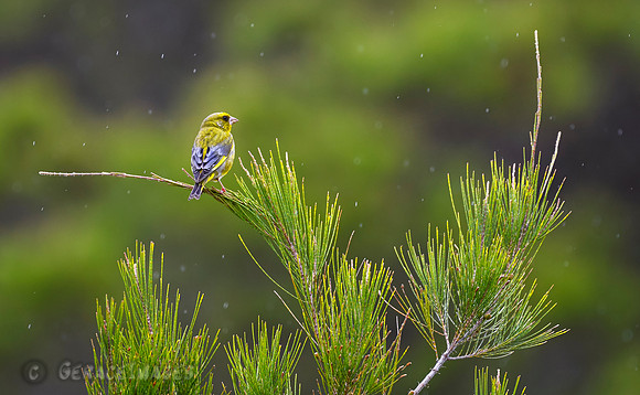Greenfinch