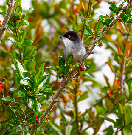 Sardinian Warbler