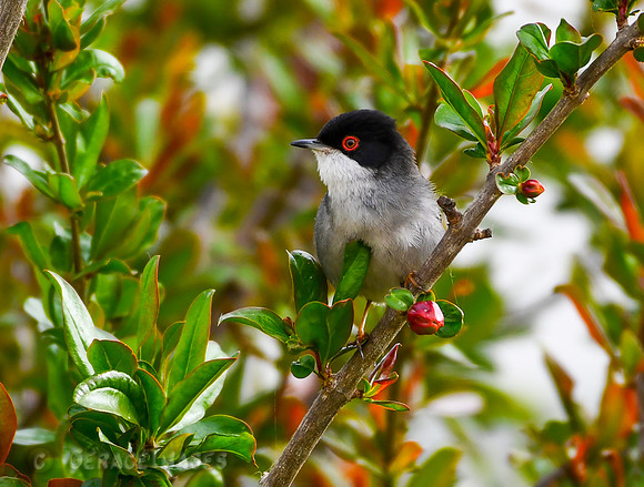 Sardinian Warbler