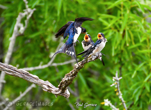 Barn Swallows