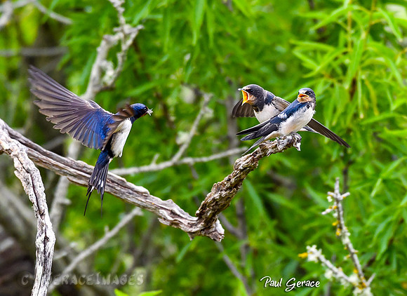 Barn Swallows