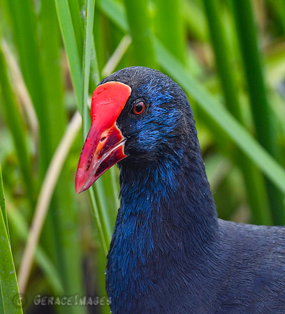 Swamphen or Purple Gallinule