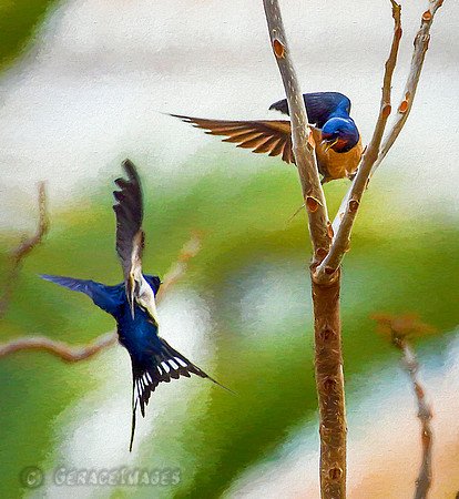 Painted Barn Swallows