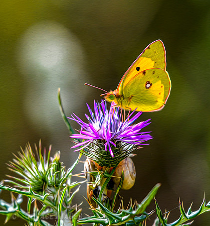 Clouded Yellow