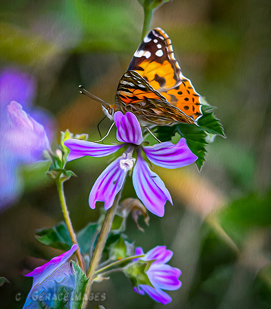 Painted Painted Lady