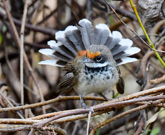 Arafura Fantail