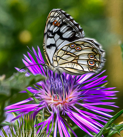 Marbled White