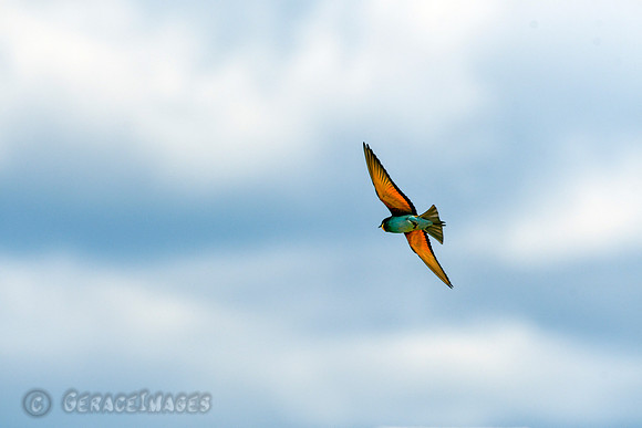 European Bee-eater