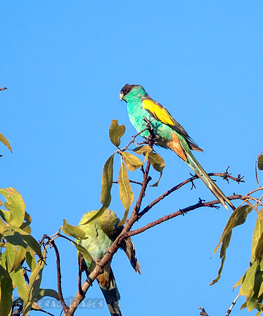 Hooded Parrot