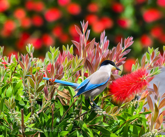 Iberian Magpie