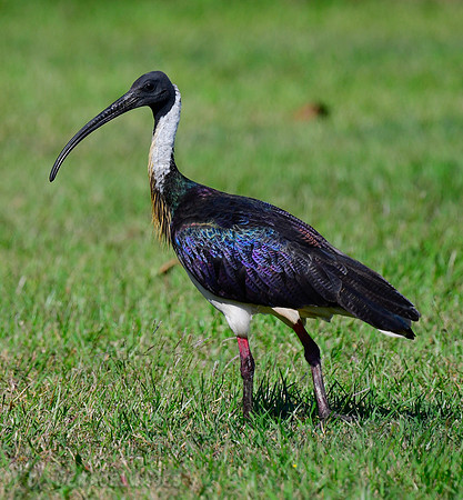 Straw-necked Ibis