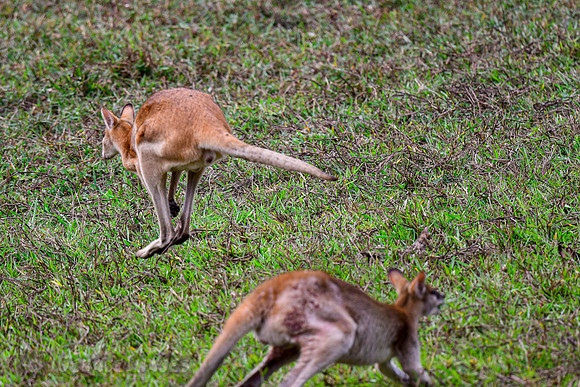 Wallabies