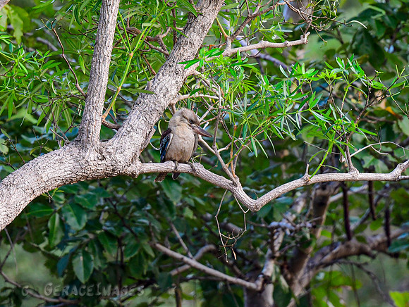 Blue-winged Kookaburra