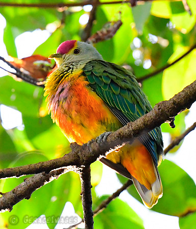 Rose-crowned Fruit Dove