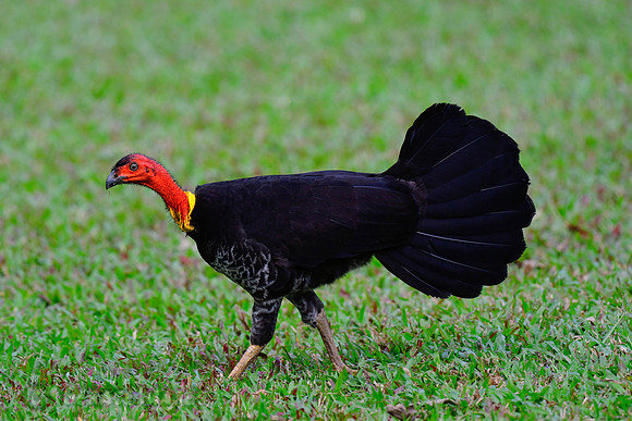 Australian Brush Turkey