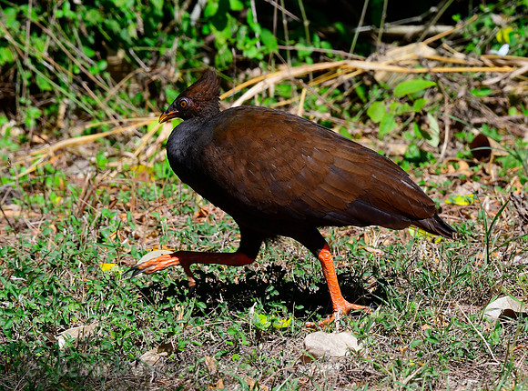 Orange-footed Scrubfowl