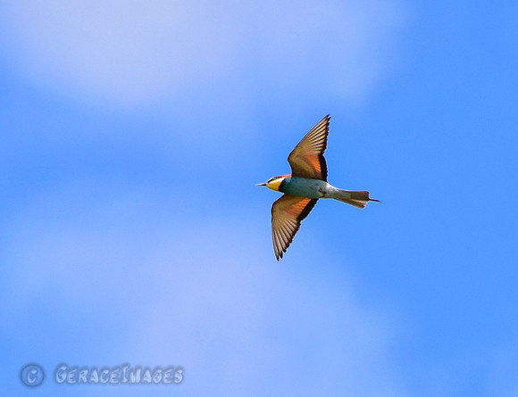European Bee-eater