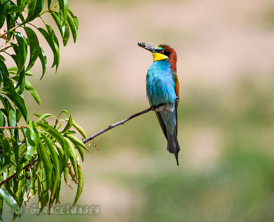 European Bee-eater