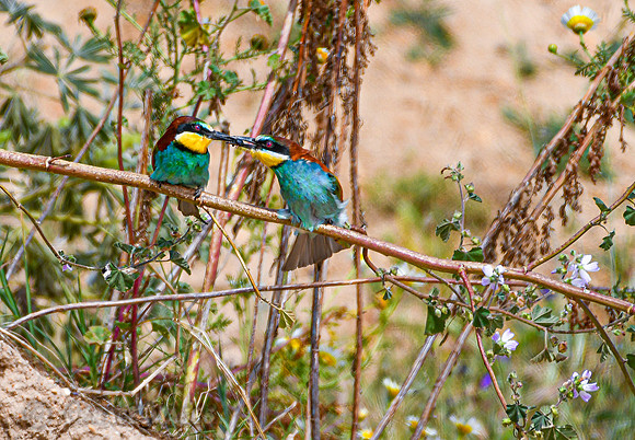 European Bee-eater
