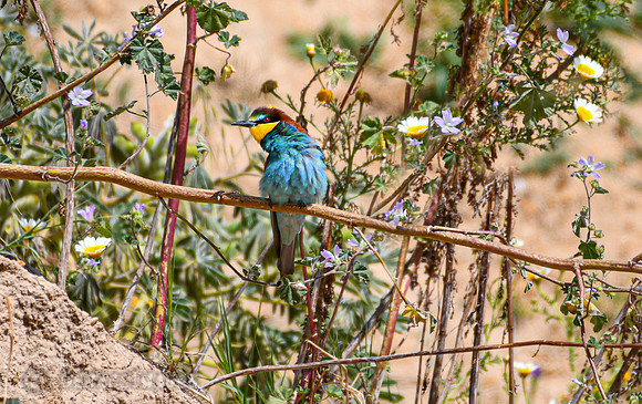 European Bee-eater