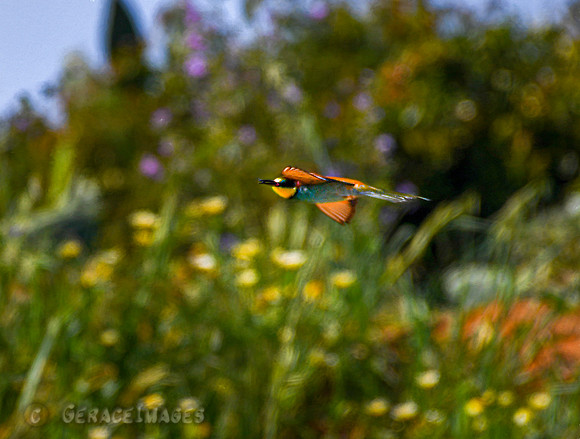 PaintedEuropean Bee-eater