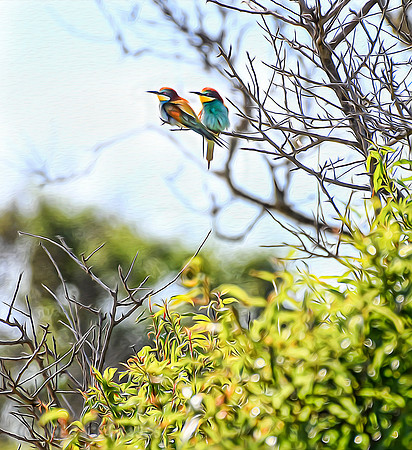 Painted European Bee-eaters