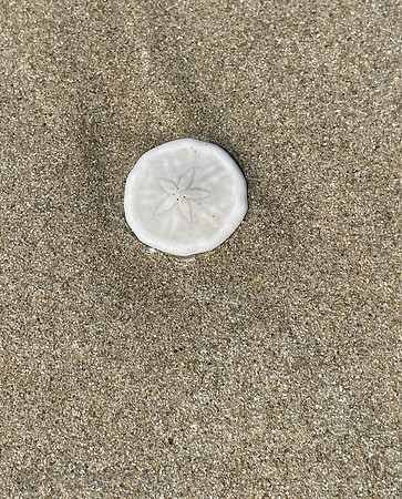 We took a walk on a local beach and found interesting looking sand dollars.
