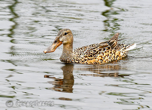 Northern Shoveler Ducks